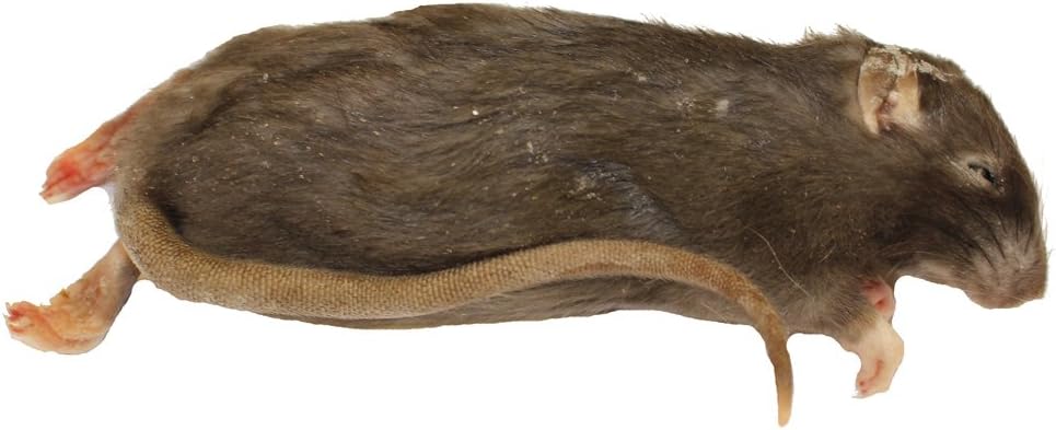 Peregrine Livefoods Frozen Rat Small 90-150g - Pack of 5