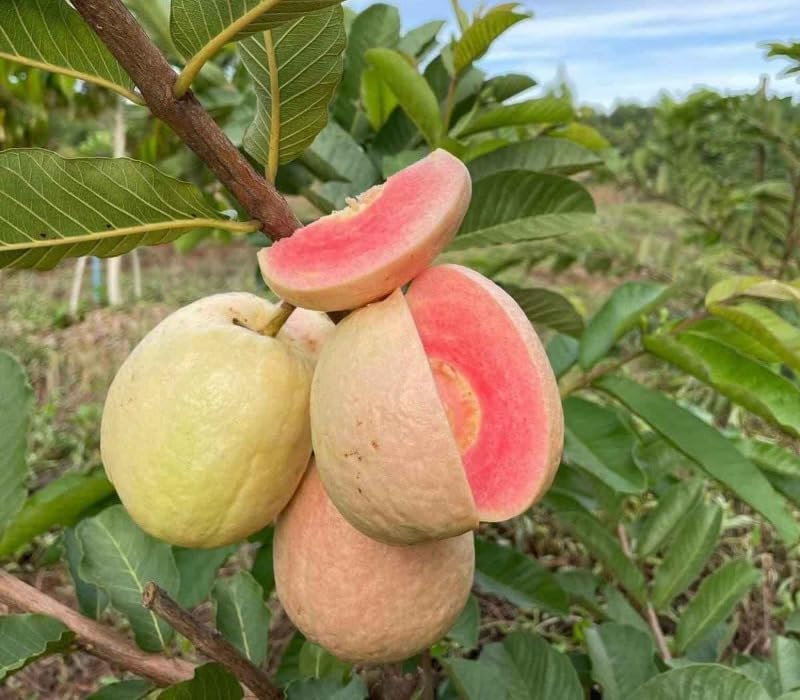 Premium RED KING GUAVA Grafted Live Plant – Rare Thailand Exotic Variety | Deep Ruby-Red Flesh, Honey-Sweet & Juicy | High-Yielding All-Season Amrud Tree for Home Garden & Terrace (Pack of 1)-image-11
