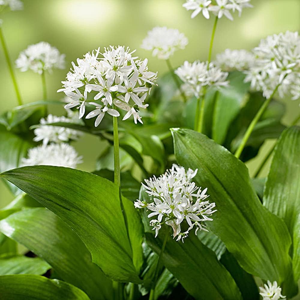 5pcs Allium Zwiebeln mehrjährige Blumenzwiebeln für den Gartenhof der auffällige Blumen pflanzt die von Gärtnern weithin geliebt Werden