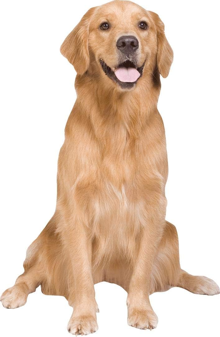 Golden Retriever Wall Decal Cutout