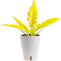 Vista 10 de Costa Farms Trending Tropicals - Planta de interior viva Begonia maculata de 15 pulgadas de alto, en maceta decorativa blanca