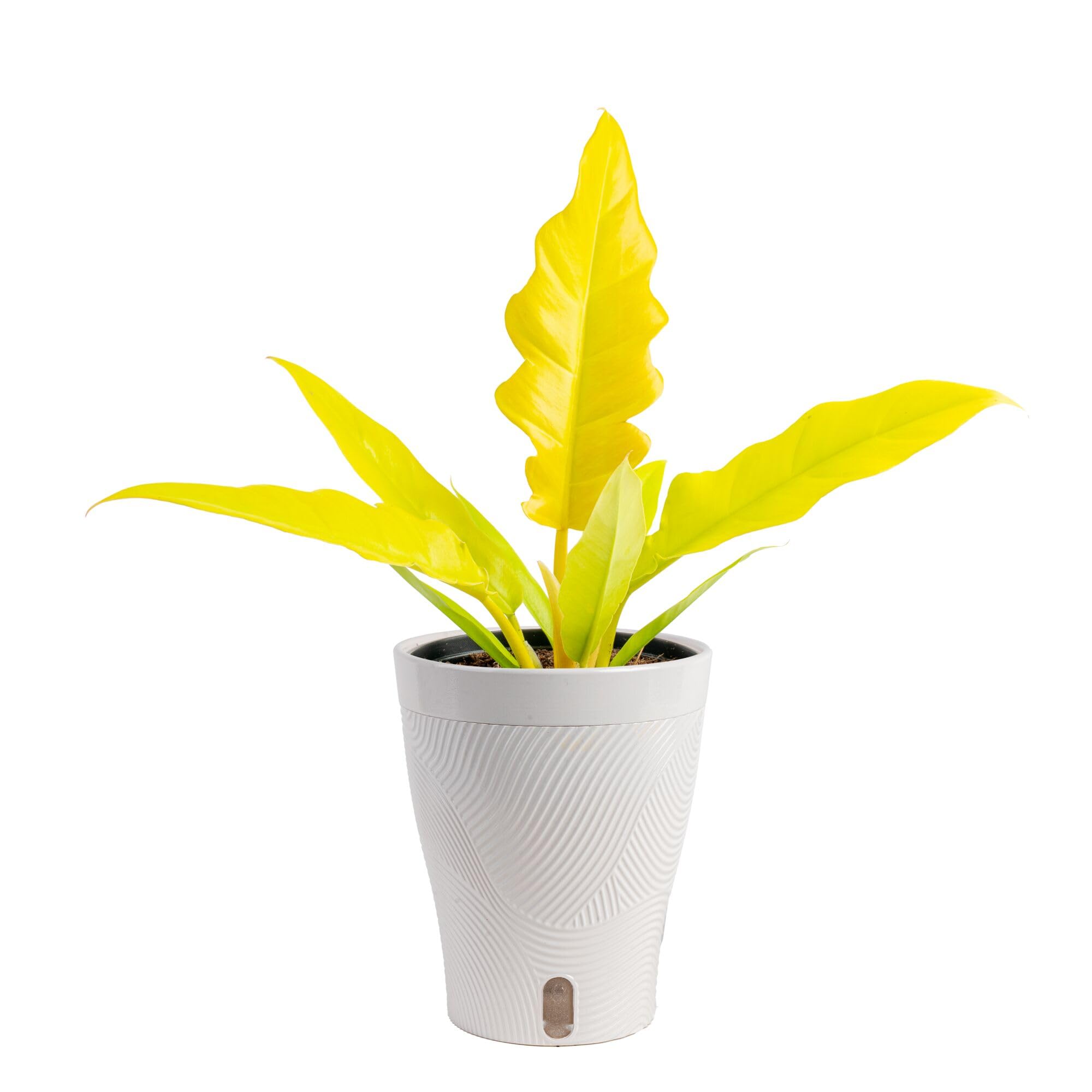 Costa Farms Philodendron Golden Crocodile