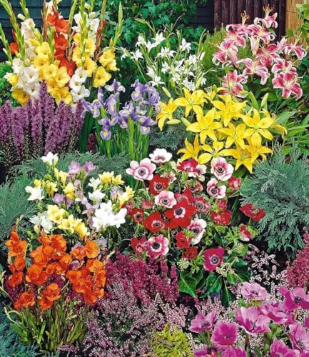 BALDUR Garten Sommerblüher Spar-Paket,100 Zwiebeln im Mix, pflegeleicht & lange blühend...