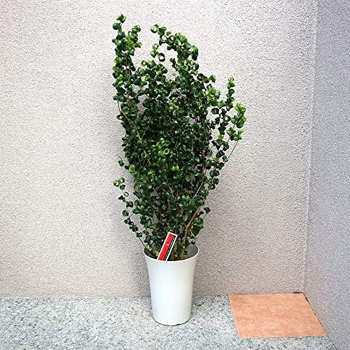 Amazon フィカス ベンジャミン バロック 7号lサイズ 品種で選べる観葉植物 リビングやオフィス向き少し大きめlサイズ 1個売り 学名 Ficus Benjamina Barok クワ科フィカス属 原生地 東南アジア インド おなじみのベンジャミンの 種です 育てやすさは普通の