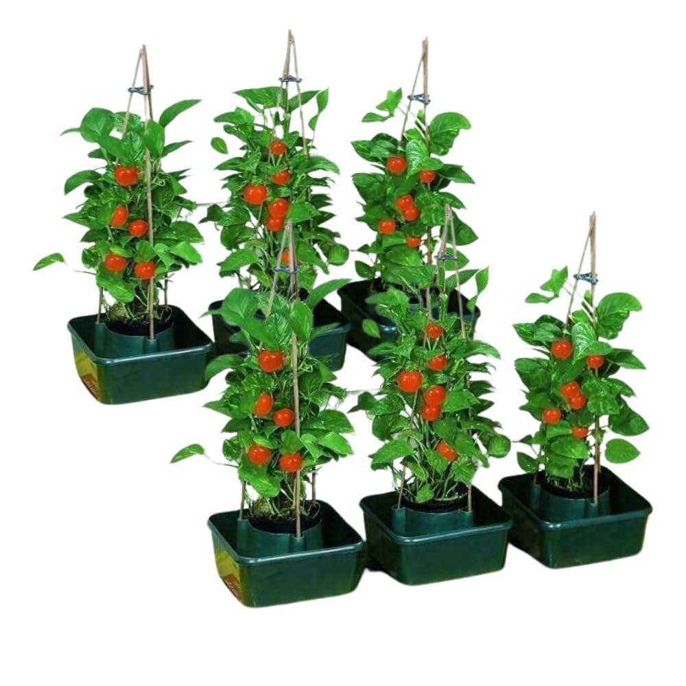 Garden Mile 6pc Tomato Plant pots Plant Supports Greenhouses Garden Pots Growbag Plastic for Tomatoes, Strawberries, Herbs Grow Bag for Vegetables Beds Greenhouse (6pc)