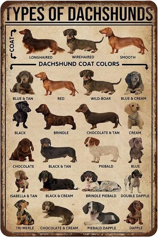 Vintage Dachshund Are You Pooping Metal Tin Sign 812inch Retro Dogs Tin Room Door Sign Tin Painting Art Plaque Poster Wall Decor For Home Bathroom Clu