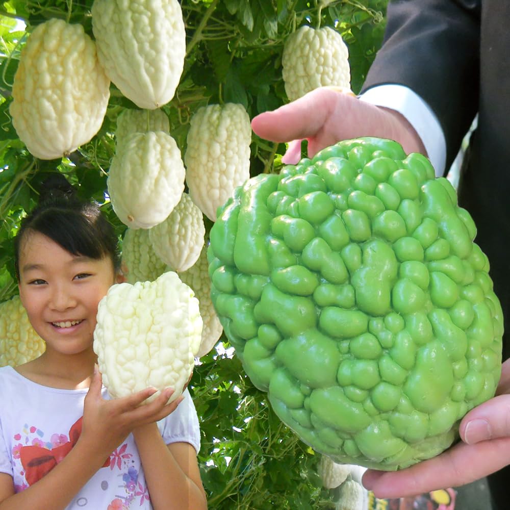 Amazon.co.jp: 実生野菜苗 ゴーヤ 実生アップルゴーヤセット 2種2株