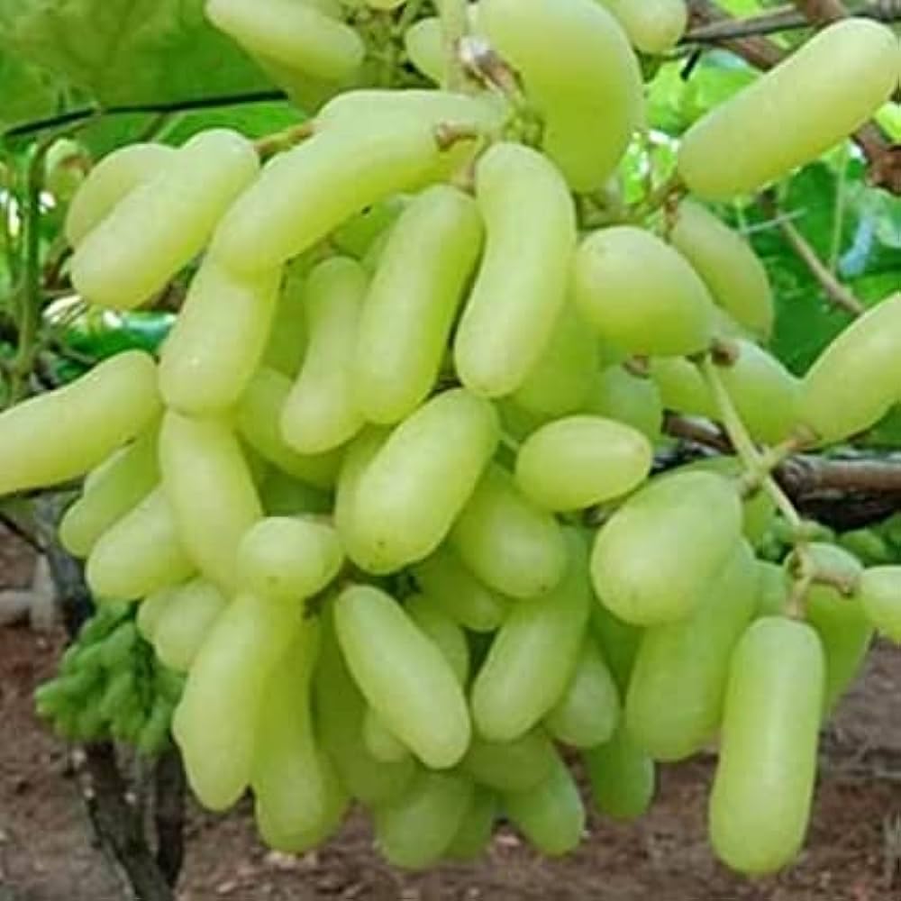 See full amazon price history chart for Green Grapes Plant Vine Cutted - 1 Pack Seedless Sweet Variety Green Grapes Plant Vine Cutted - 1 Pack Seedless Sweet Variety (B0CTXHVDZW) Amazon Price History, Amazon Price Tracker