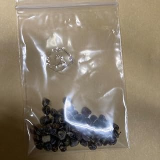 月桃 種 50個 ガーデニング園芸用品 グリーン 日本産 ローメンテナンス | 月桃 種 50個 ガーデニング園芸用品
