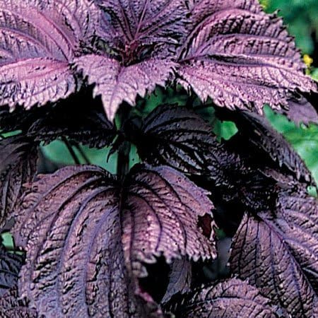 Amazon Co Jp 赤シソ しそ 栽培 セット ハーブ アートストーン 鉢 プランター 貯水機能 付 Diy 工具 ガーデン Amazon Co Jp 赤シソ しそ 栽培 セット ハーブ アートストーン 鉢 プランター 貯水機能 付 Diy 工具 ガーデン