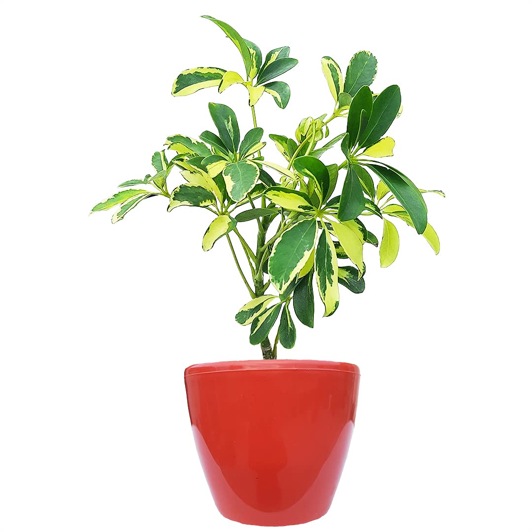 HN Organics Schefflera Variegated Plant with Pot (Terracota Pot)