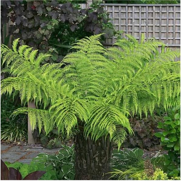 RHS AGM Dicksonia Antarctica - Australian Tree Fern - Stunning Perennial with Long Fronds - Hardy & Award-Winning - Exotic Plant Easy to Grow - 1 x 10 Litre Potted Plant by Thompson and Morgan