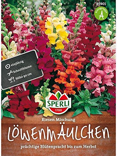 Löwenmaul SPERLING`s Riesen