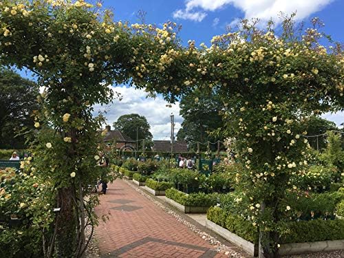 Malvern Hills - 5.5lt Potted Rambling Garden Rose - Fragrant Golden ...