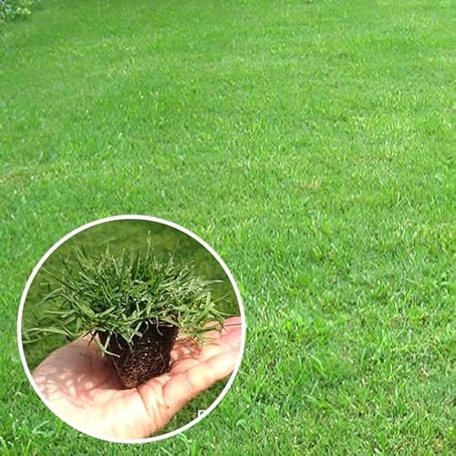 ティフトン 芝生 苗 1トレー 25ポット入り (1ポット 5cm×5cm) ドッグラン やわらかい 雑草対策 ゴルフ場 競技場 庭 ガーデニング 暖地型西洋芝 芝 天然芝 約25平米分のサムネイル