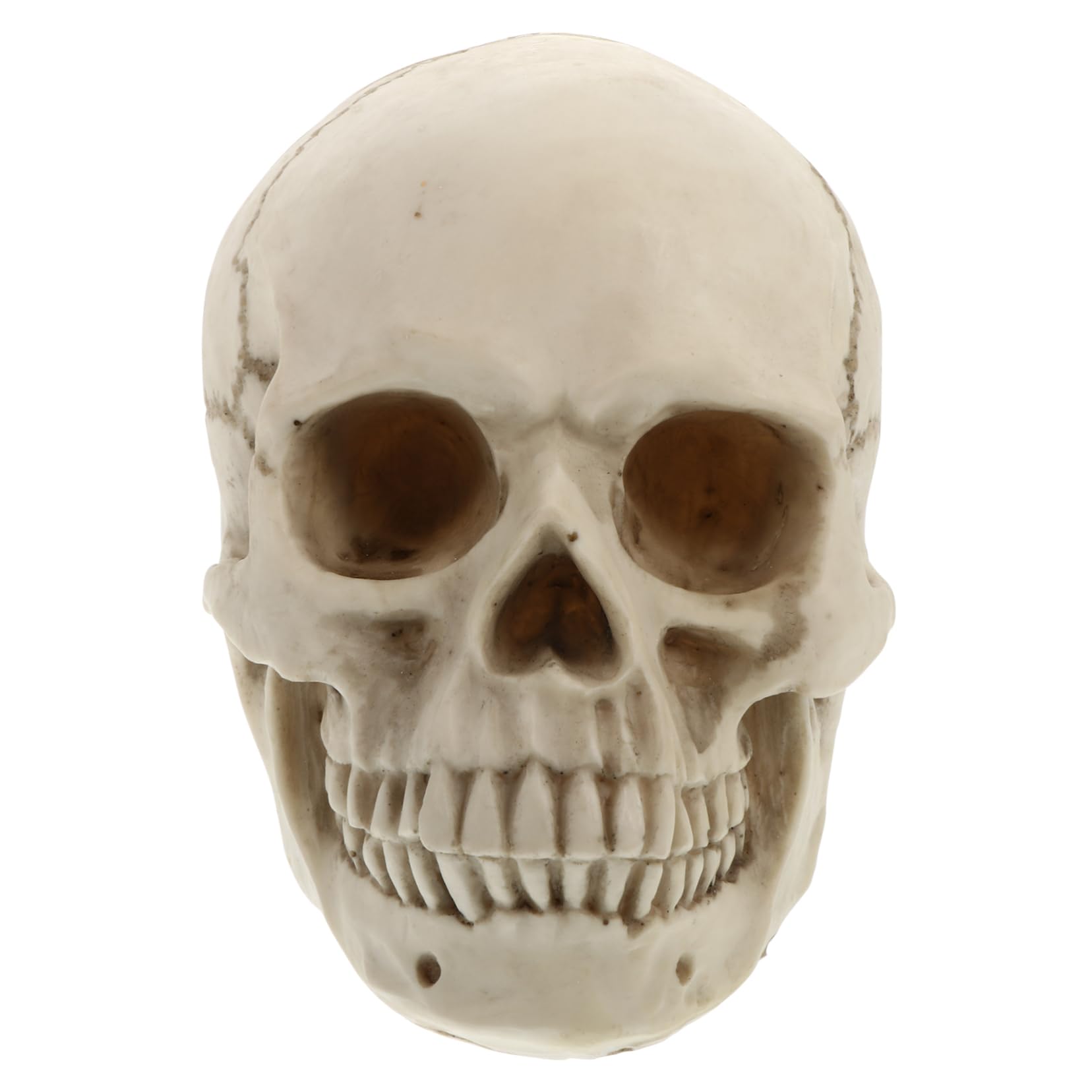 Estatua de Cráneo de Resina Modelo de Cráneo Humano para Decoración de Halloween Calavera de Resina para Halloween