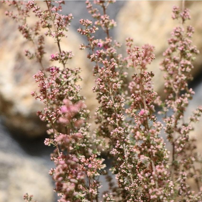 鉢花 ERIRA 楽天市場】エリカ（セシリフローラ） 3.5号 ポット苗 1鉢 エリカ