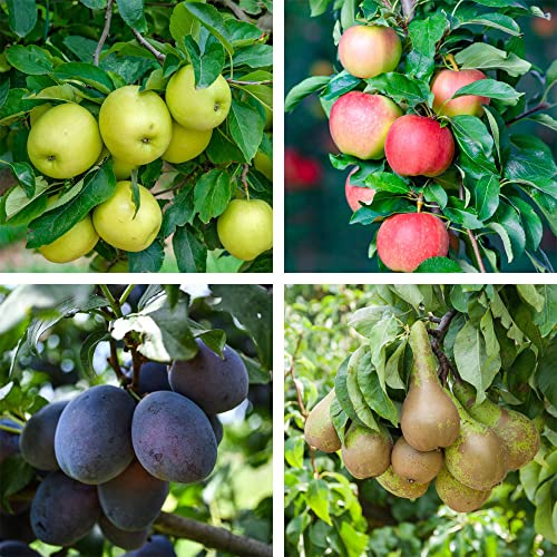 Festive Gift Patio Mini Fruit Tree Collection Prunus Pyrus Malus Pear Apple Plum Hardy Tree Assorted Rootstock Easy to Grow Your Own Orchard Garden Fruit with 9cm Potted Plants by Thompson and Morgan