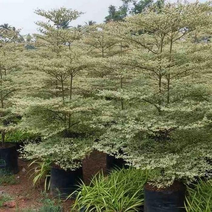 Creative Farmer Live Terminalia Metallica Plant - Outdoor Ornamental For Garden Varigated (B0C7V61QD7) Amazon Price History, Amazon Price Tracker