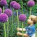 Produktbild Mymotto 10 Pcs Riesige Allium Giganteum Bonsai-Blumen-Pflanzen-purpurrote Allium-organische herrliche Blume für Gartendekoration Blumensamen