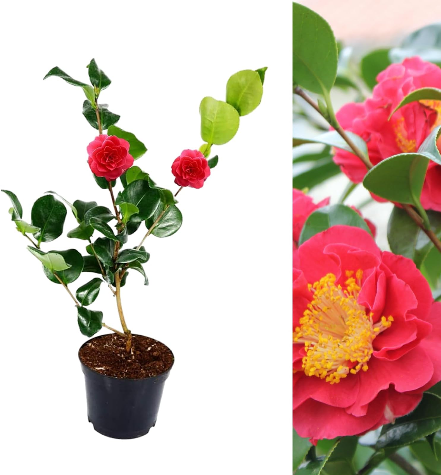 Camellia Blood of China Plant - Camellia Japonica 'Victor Emmanuel 20-35cm in Height - Evergreen Shrubs Ready to Plant (1)