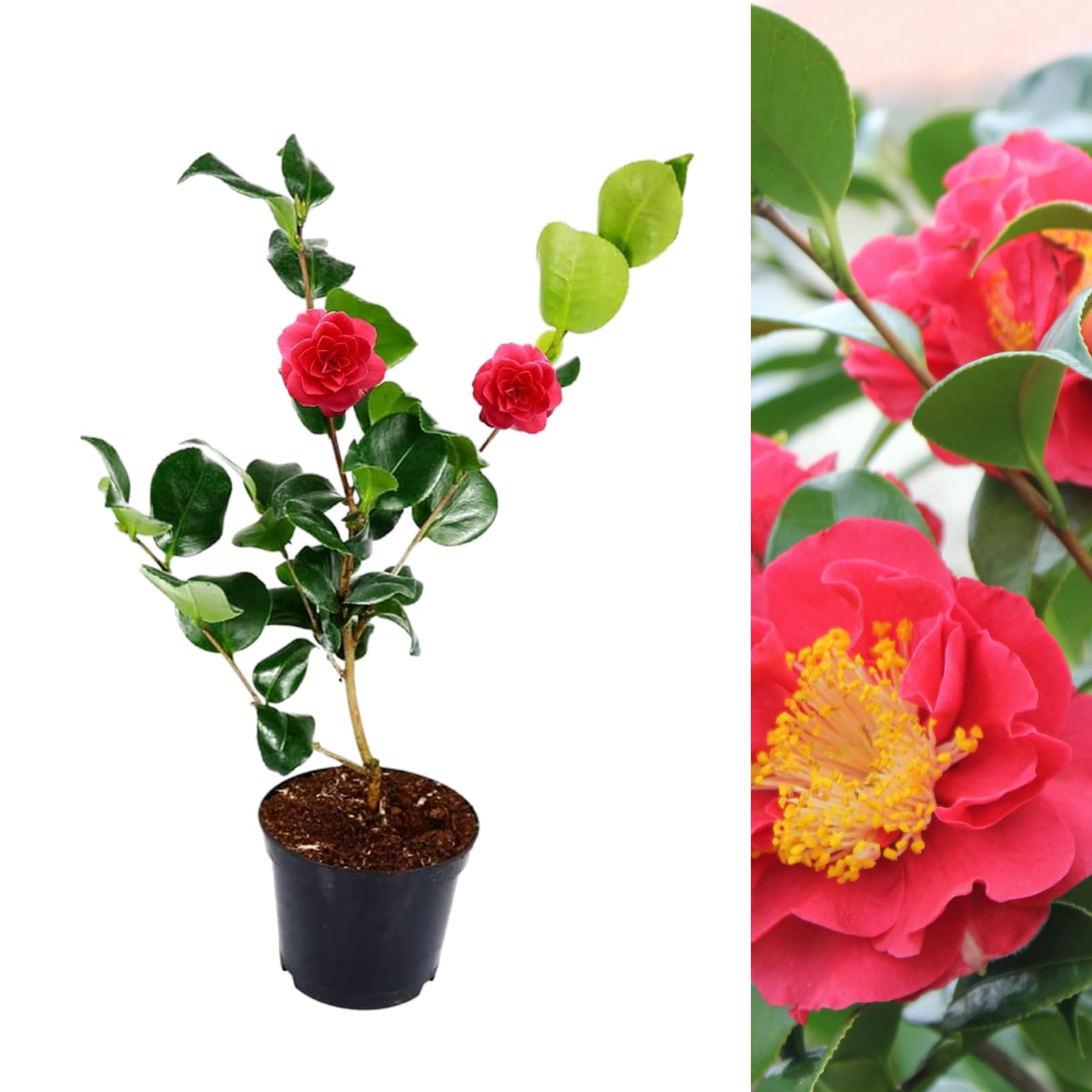 Camellia Blood of China Plant - Camellia Japonica 'Victor Emmanuel 20-35cm in Height - Evergreen Shrubs Ready to Plant (1)