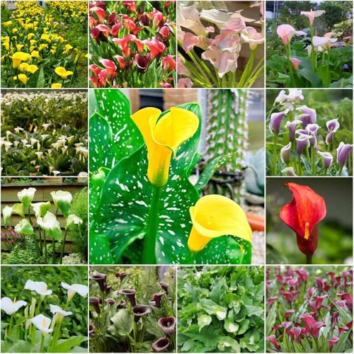 Bulbi di calla perenne resistenti, bulbi precoci, resistenti all'inverno, per balconi, calla, balcone, bonsai da interno, 5 pezzi