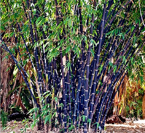Futaba Rare Black Nigra Bamboo Seeds - 50 Pcs (B08NF6F6LX) Amazon Price History, Amazon Price Tracker
