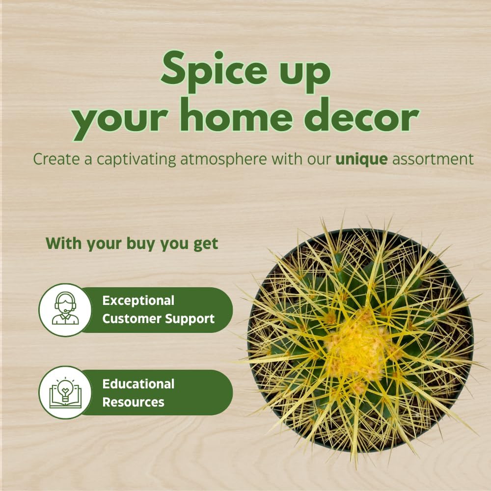 BubbleBlooms Golden Barrel Cactus in a 6 inch Pot Echinocactus Grusonii, Gold Ball Cacti