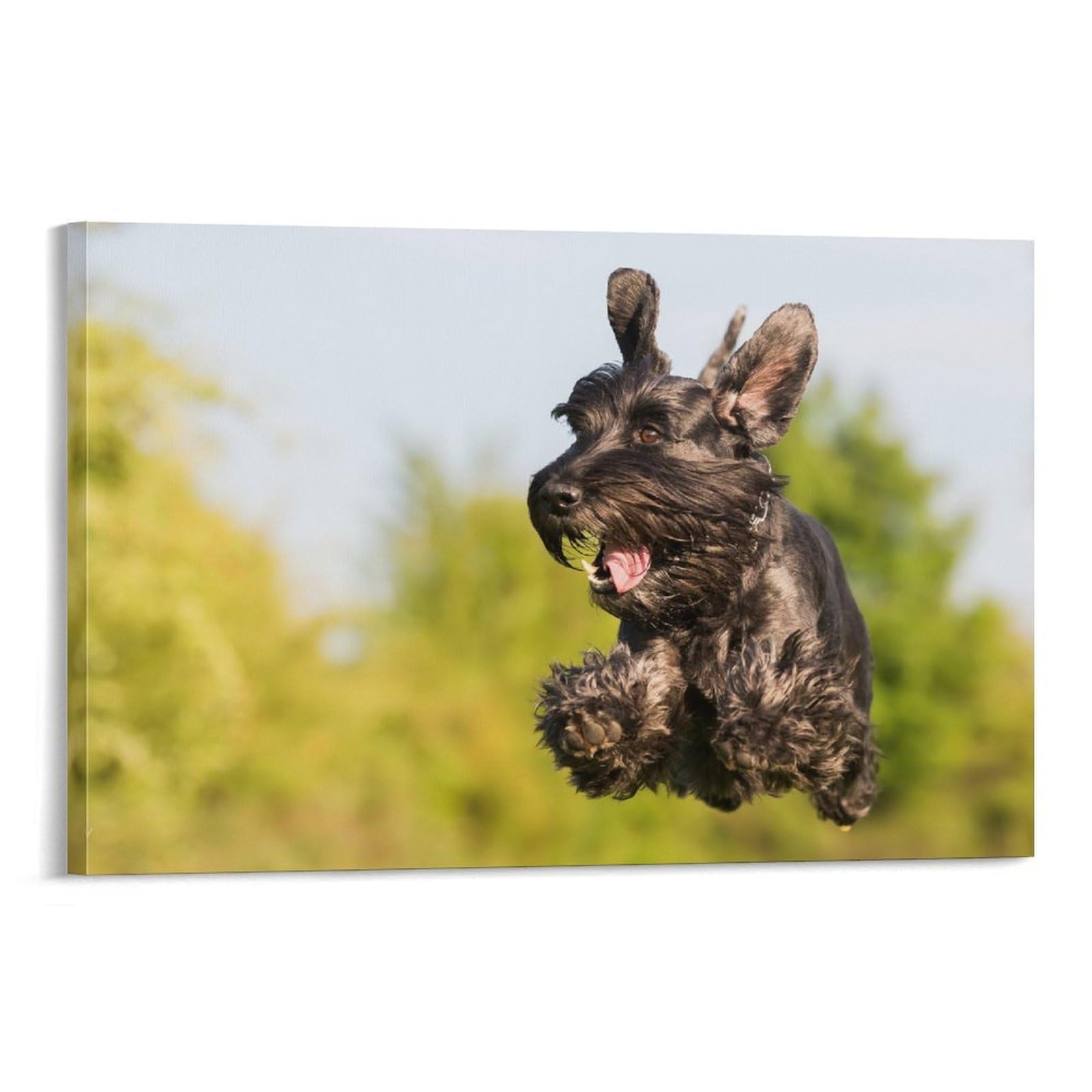 Poster Schnauzer impression sur toile tableau décoration murale 40x60 - 8