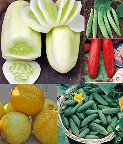 Colourful Cucumber 20 Seeds, Mixed Colours&Sizes,Many Varieties in 1 Packet!