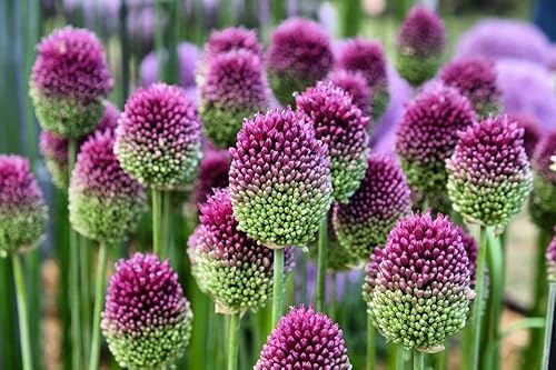 Miniatura 2 de Allium Blend Purple - Paquete mixto de Allium para jardín, paisajismo o cultivo en contenedores (40 bombillas)