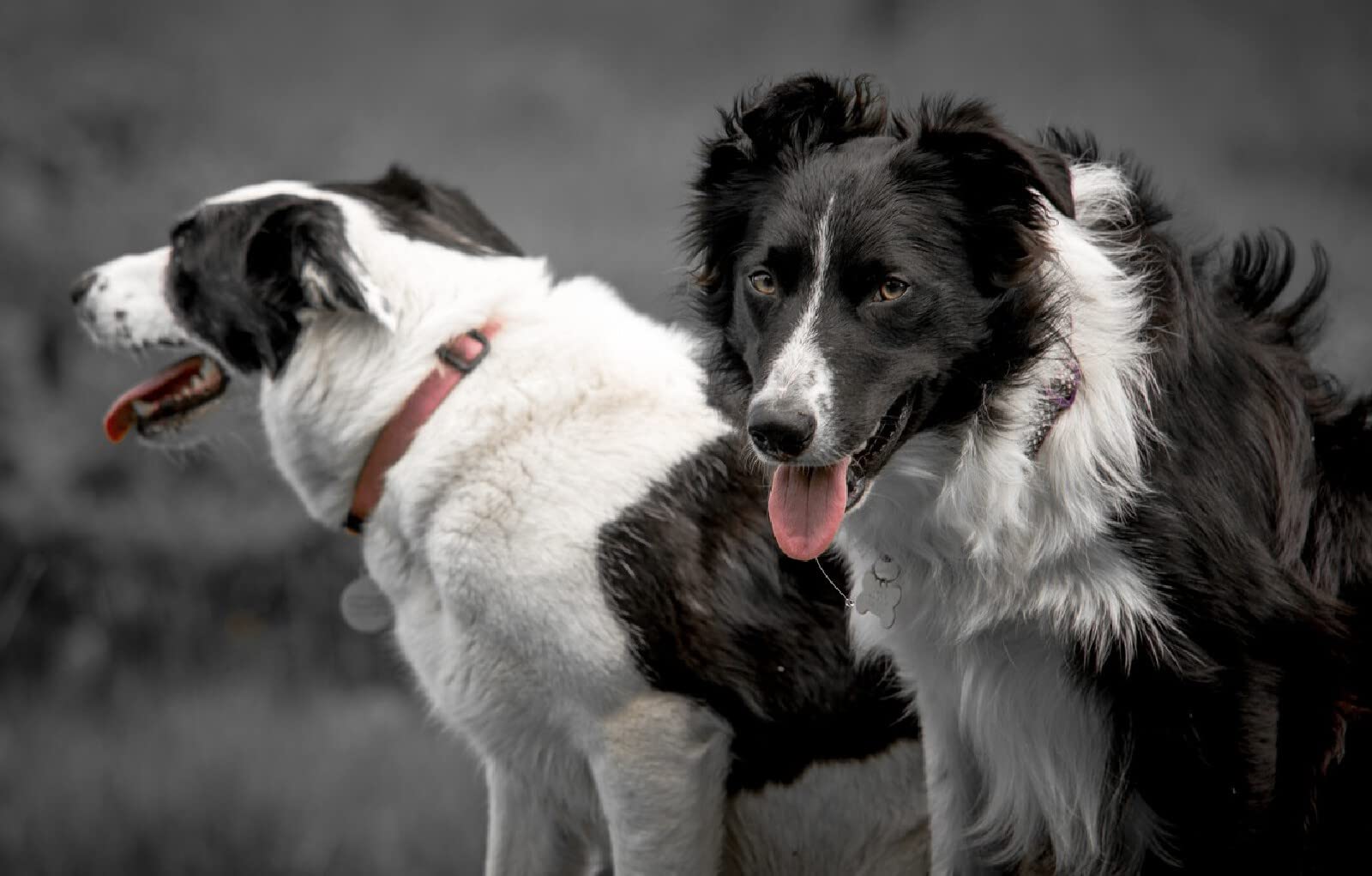 Puzzle Children 3D Puzzle 1000 pieces Dog Border Collie 50x70CM