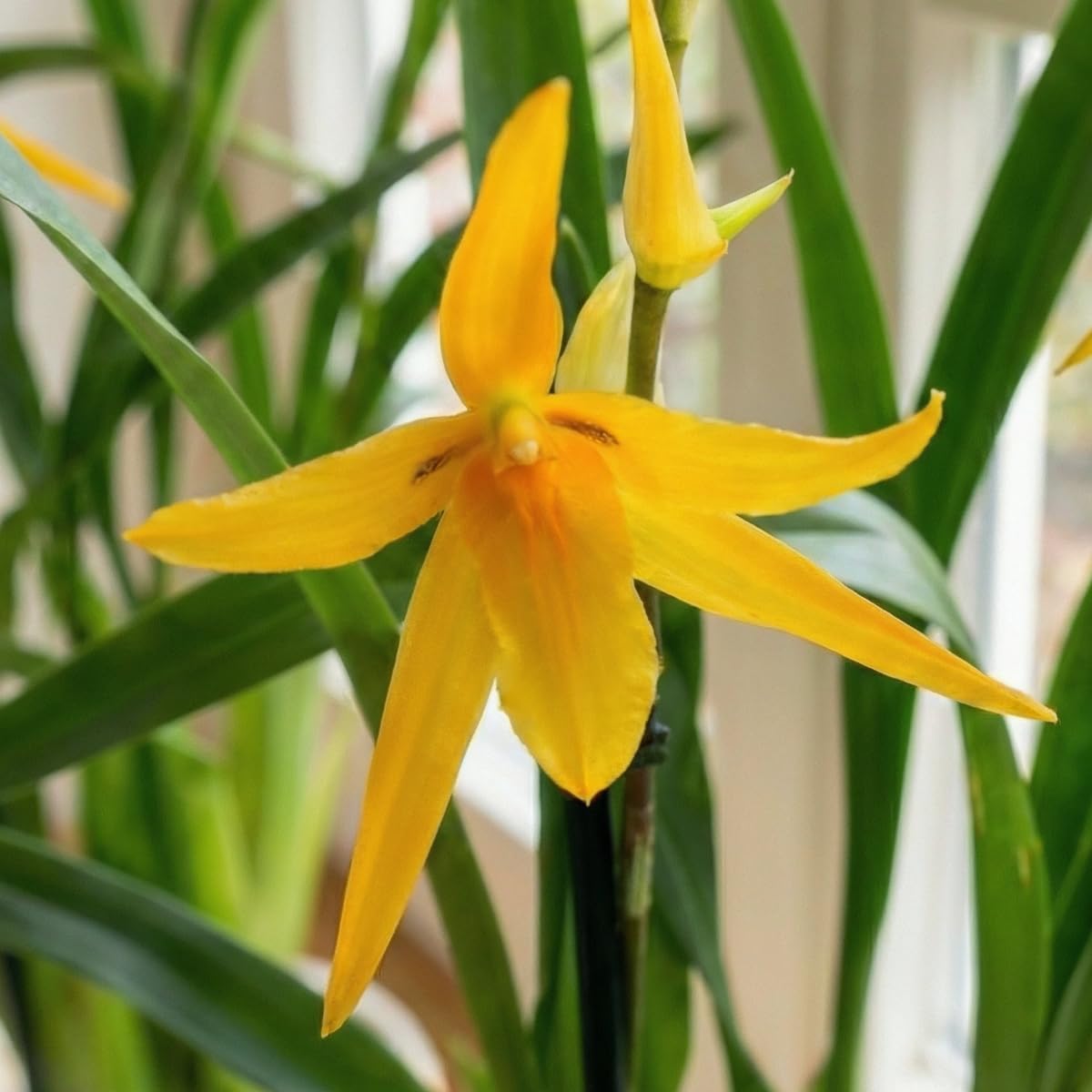 Orchideen Echte Pflanzen Brassia Anita - 2 große Zimmerpflanzen aus Holland - 30-40 cm hoch - mit Blüten und leicht duftend (Nicht künstlich, ohne Dünger und Topf, kein Samen, nicht winterhart)