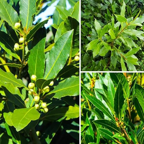 Live Bay Leaf Plant Tree, Laurus Nobilis Live Plants, Sweet Bay Laurel Starter 5 to 10 Inc Tall, No Pot