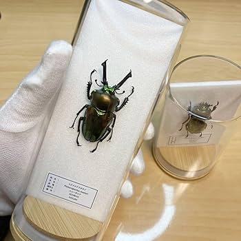 【野外標本】ニグリータツヤクワガタ ペア Odontolabis nigrita 野外標本】ニグリータツヤクワガタ ペア Odontolabis nigrita