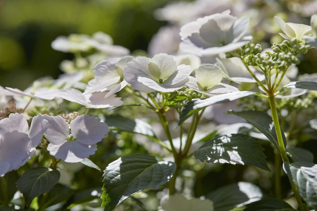 Hydrangea Garden Shrub Neat & Compact Variety with Many White Flowers, Chelsea Flower Show Plant of The Year 2018, 2 x Hydrangea Runaway Bride in a 2L Pot by Suttons (2)