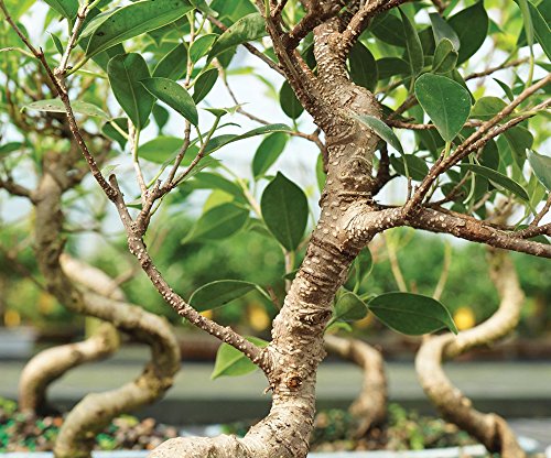 Image of Abana Homes S Shape Ficus Indoor Real Bonsai Plants Live for Home with Clay Pot - Low Maintenance