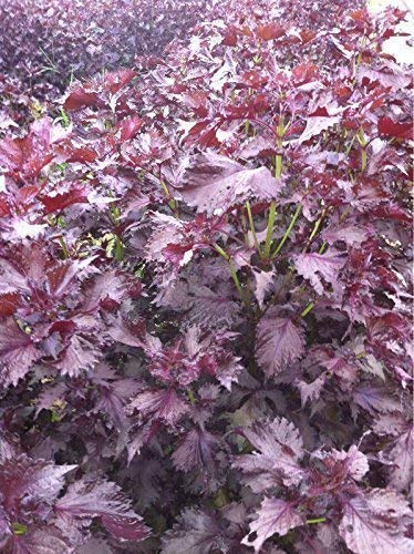 Seekay Perilla Red Shiso Japanese Basil Appx 100 Seeds | Desertcart Maldives