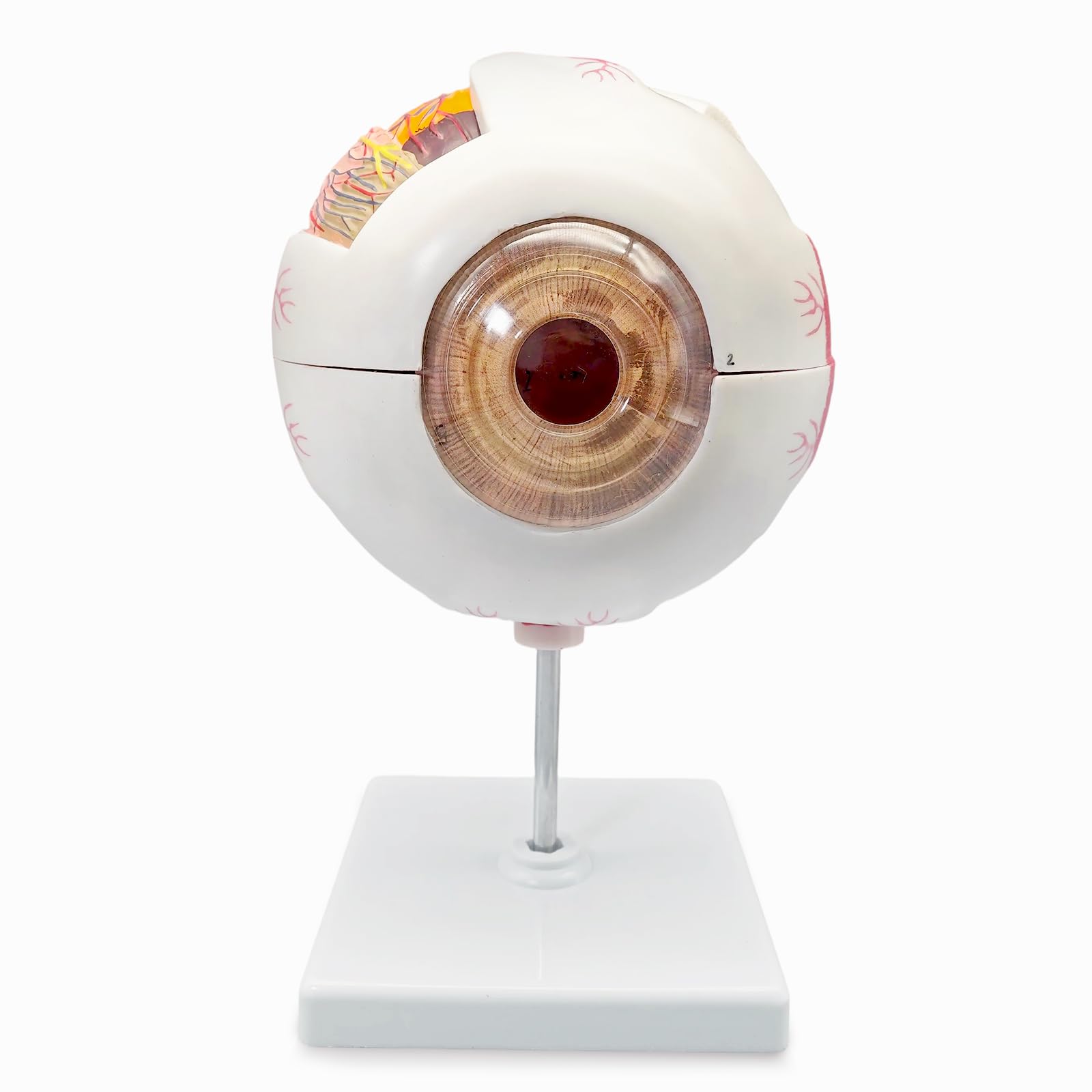 EVOTECH SCIENTIFIC Modello anatomico, palla per gli occhi, modello rimovibile, 6 parti, chiusura calli, sclera, coroide, retina, iris, lente, corpo vitreo, nervo ottico ecc, con manuale colorato