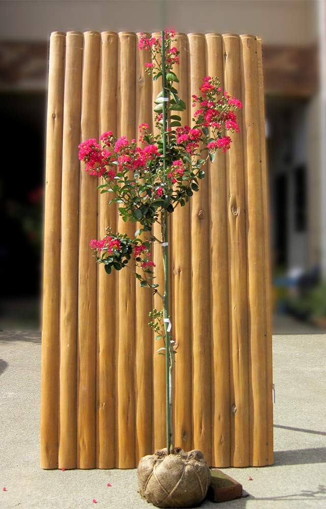 Amazon.co.jp: S3-サルスベリ/カントリーレッド 樹高1.5m前後 : DIY Amazon.co.jp: S3-サルスベリ/カントリーレッド 樹高1.5m前後 : DIY