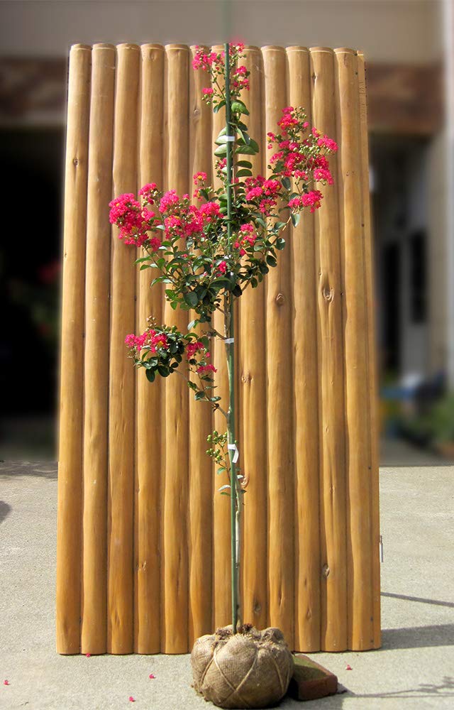 木材インテリア サルスベリ Amazon.co.jp: S3-サルスベリ/カントリーレッド 樹高1.5m前後 : DIY