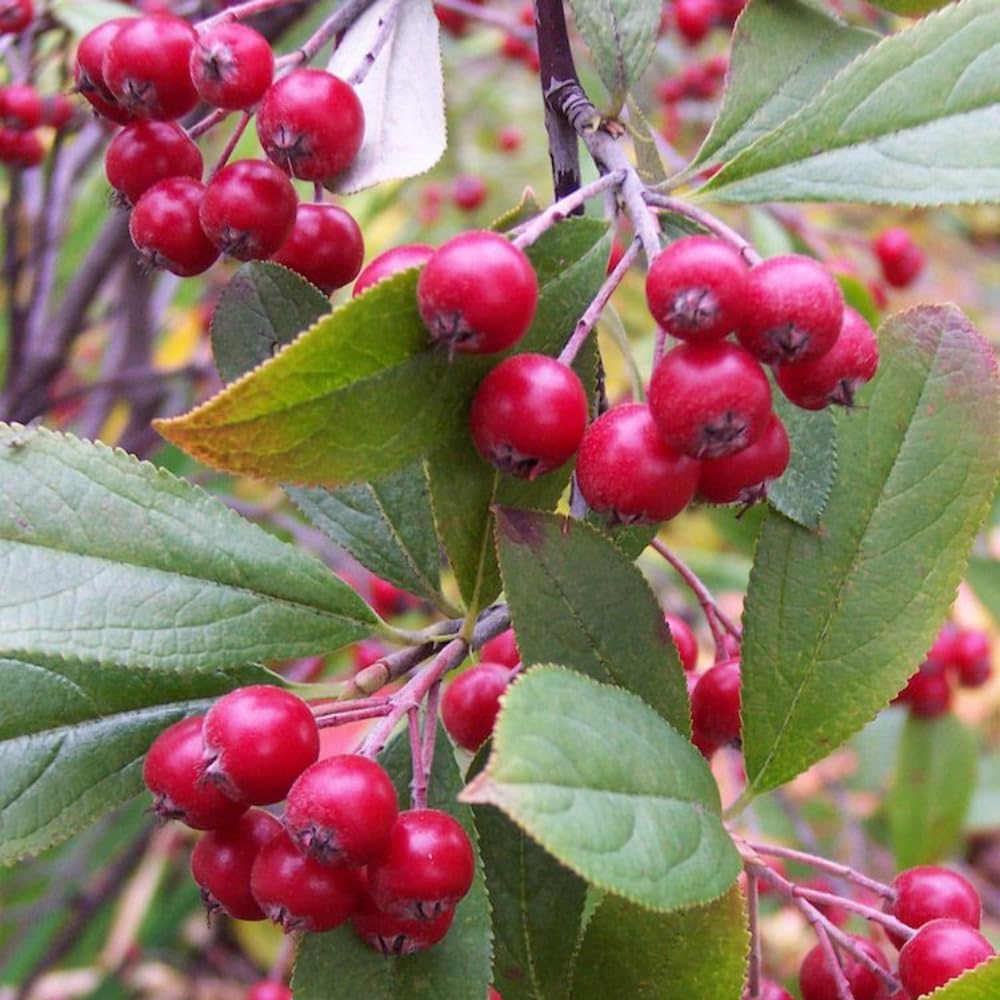 Red Chokeberry Live Plant, 4-7 Inch Tall Potted Aronia Shrub, Hardy Berry Plant for Garden, Landscape, and Container Growing