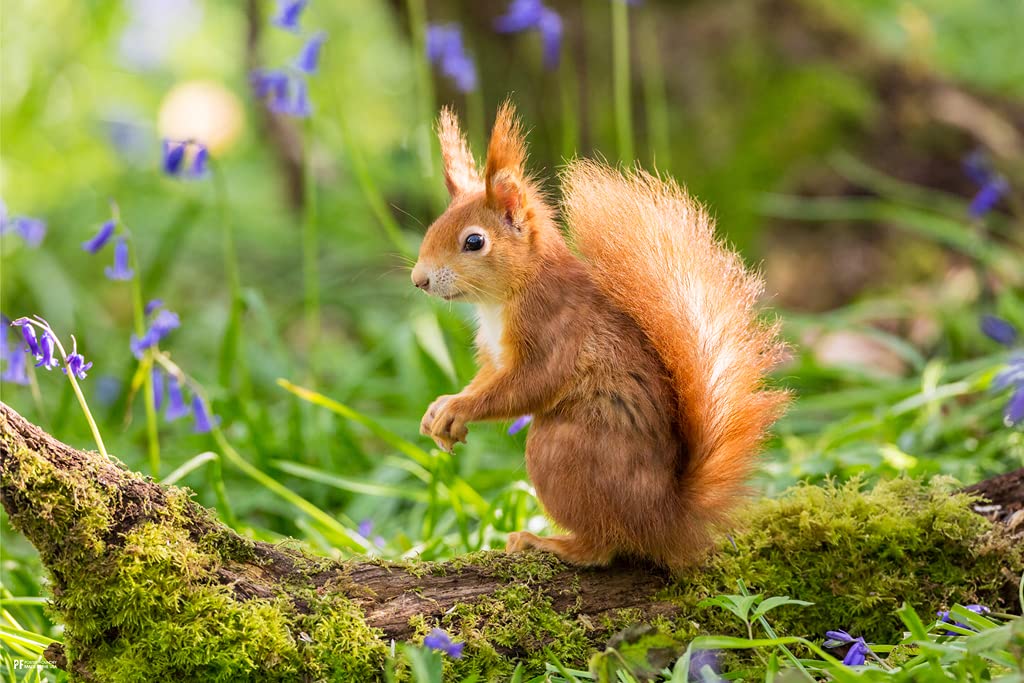 Amazon.com: Red Squirrel Cute Animal Kids Room Decor Home Decor