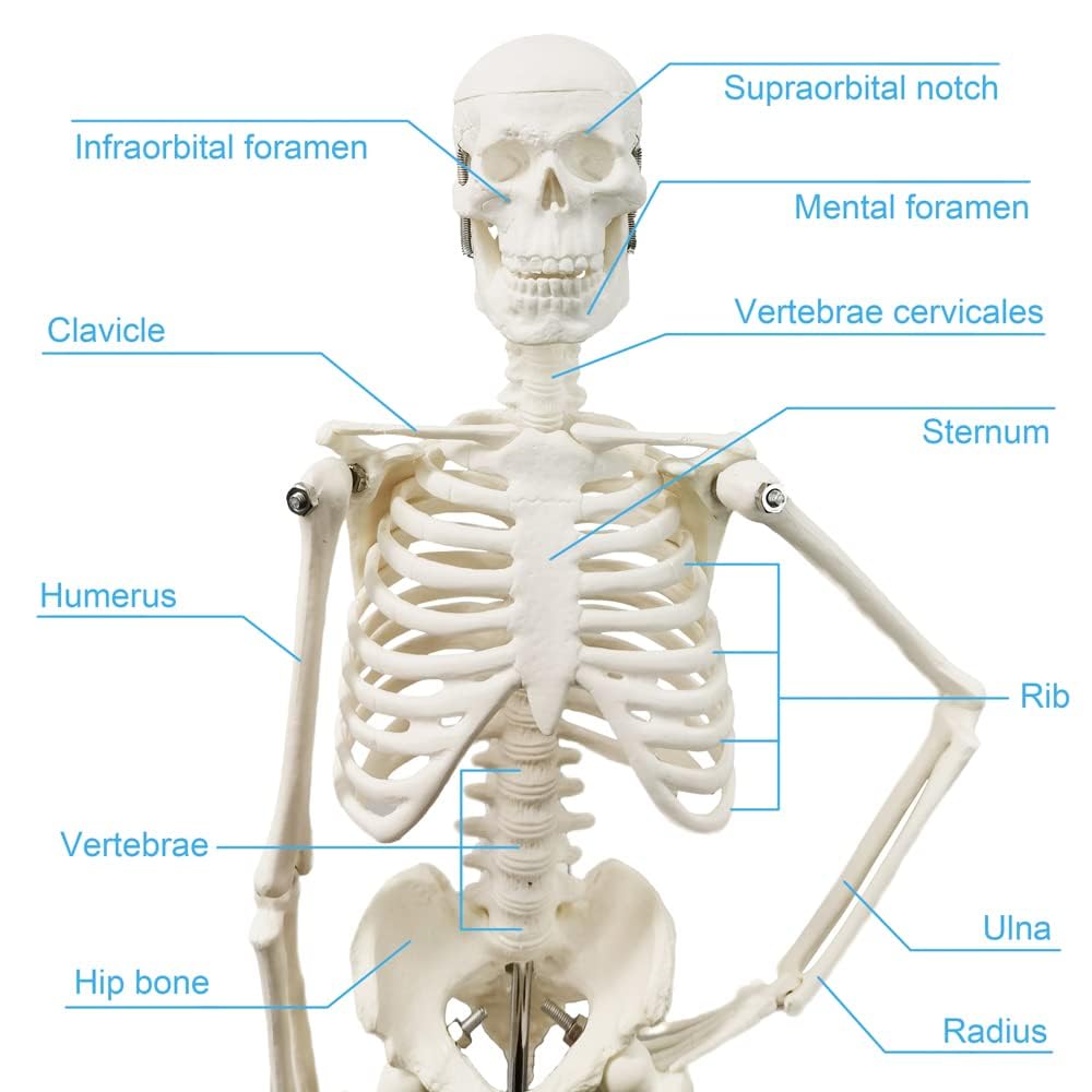 45 cm Hoch Menschliches Skelett Modell für Anatomie,Menschliches Körpermodell,Ganzkörper mit beweglichen Armen, Beinknochenstrukturen, Ganze Wirbelsäulenrippen des Skelettmodells sind integriert