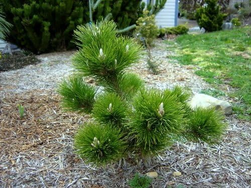 Banshosho Japanese Black Pine 2 - Year Live Plant