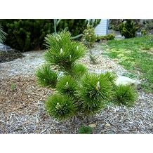 Banshosho Japanese Black Pine 3 - Year Graft