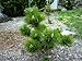 Banshosho Japanese Black Pine 3 - Year Graft