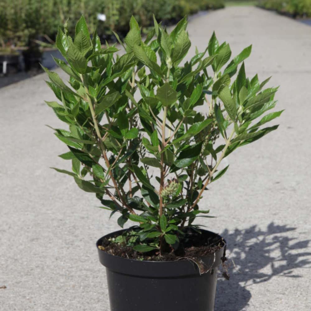 Dwarf Clethra Alnifolia 'Hummingbird' White Alder Sweet Pepperbush Hardy Perennial Scented Creamy White Blooms Easy to Grow Your Own Garden Flowers 2 x 3.6 Litre Potted Plants By Thompson and Morgan