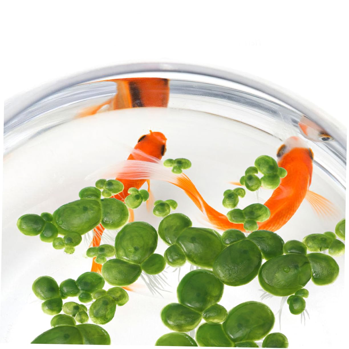 BESPORTBLE 5ensembles Décoration De Réservoir Aquatique De Plantes Flottantes Artificielles Imitation Lentilles Eau pour Aquarium Et Étang Ornement Naturel pour Poisson